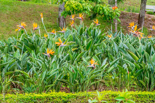 Obraz na płótnie Large bush with flowers of Strelitzia Reginae at a Park of flowers in Dalat Vietnam w salonie