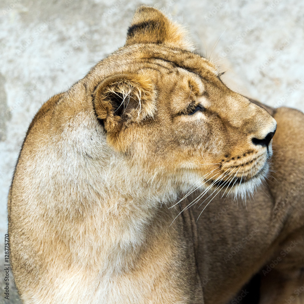 Fototapeta premium Lioness (female lion)