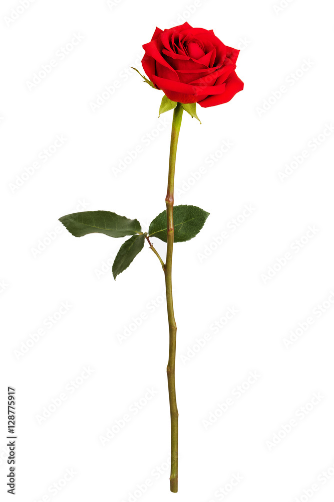 Red rose on a white background