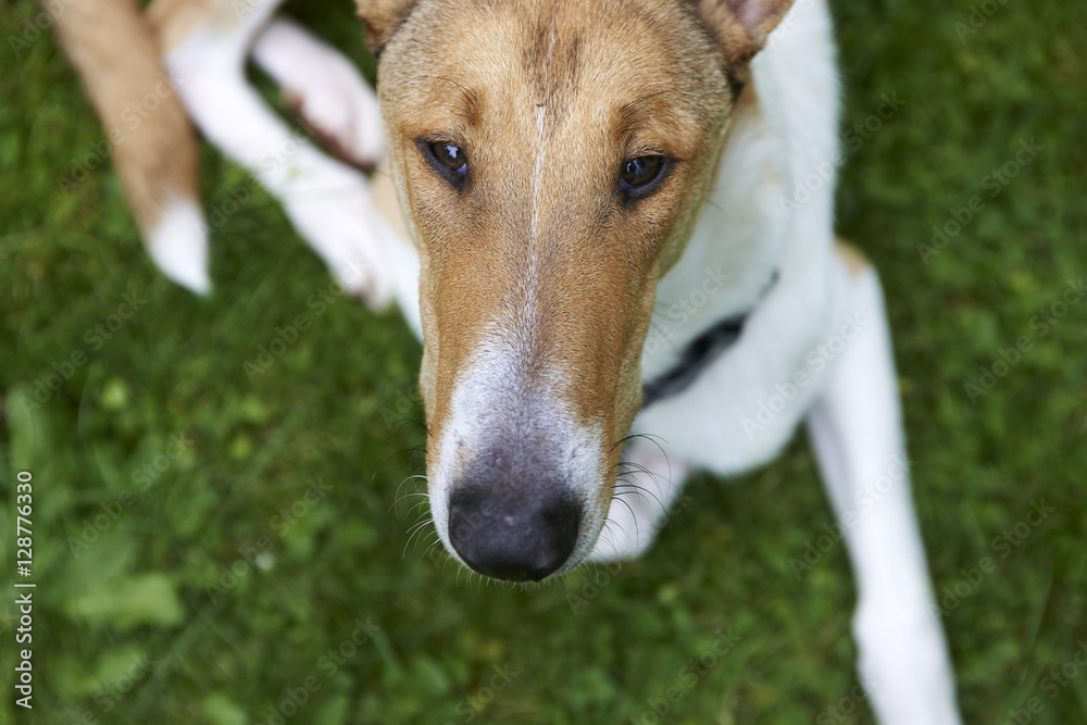 Male pure breed golden smooth (short haired) collie lying on the grass

