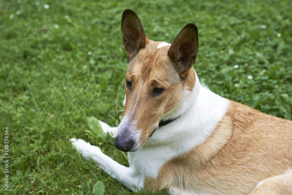 Male pure breed golden smooth (short haired) collie lying on the grass
Male pure breed golden smooth (short haired) collie lying on the grass