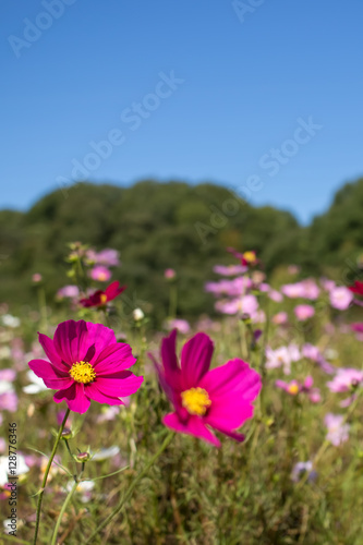 Fully Bloomed Colorful Cosmos on Mountain Landscape in October