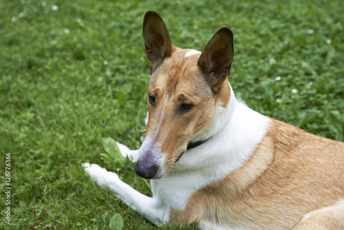 Male pure breed golden smooth (short haired) collie lying on the grass