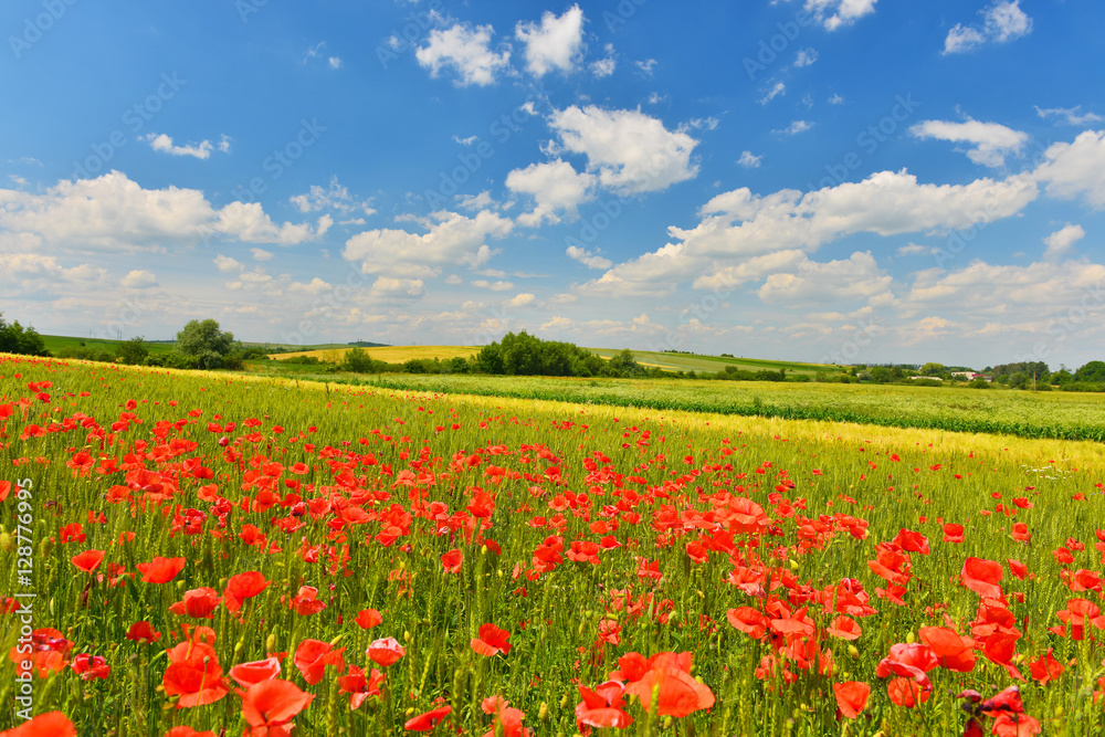 Poppy field in summer countryside