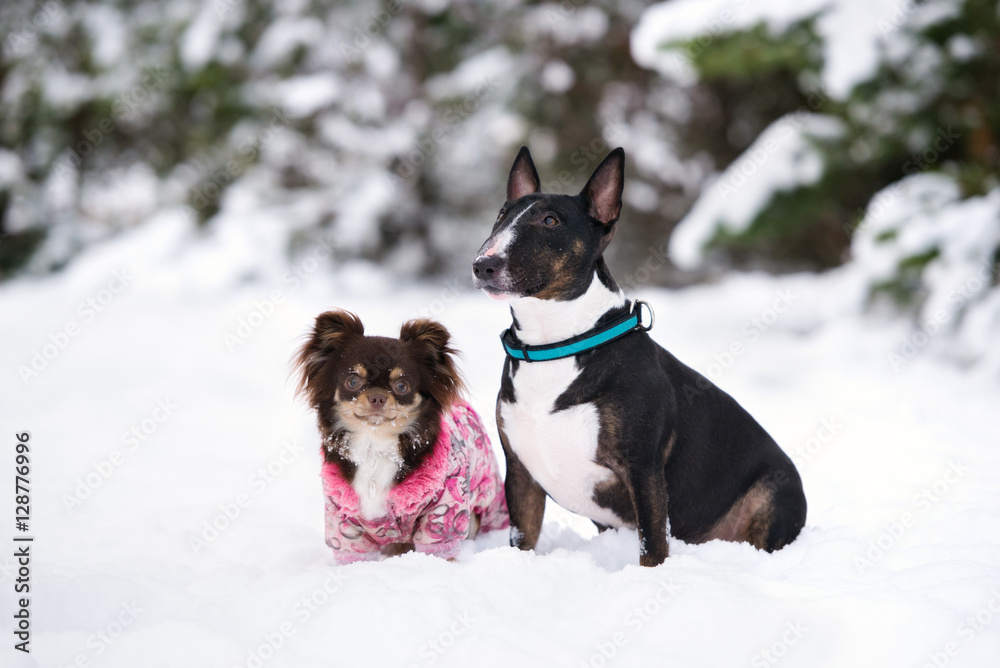 english bull terrier and chihuahua dogs posing together in winter