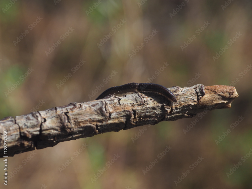 Obraz premium OLYMPUS DIGITAL CAMERA