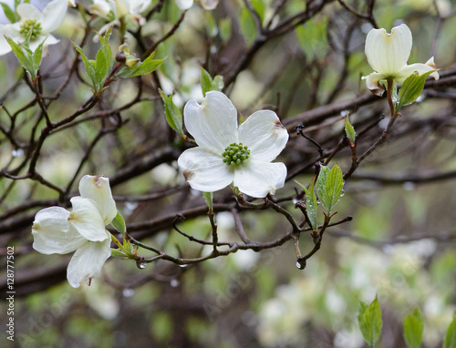 Flowering Dogwood