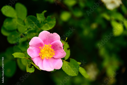 Fototapeta Naklejka Na Ścianę i Meble -  Simple Wild Rose