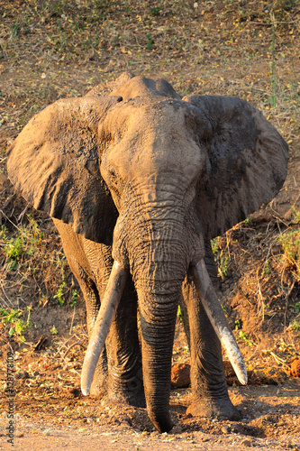 Elephant bull with large tusks photo