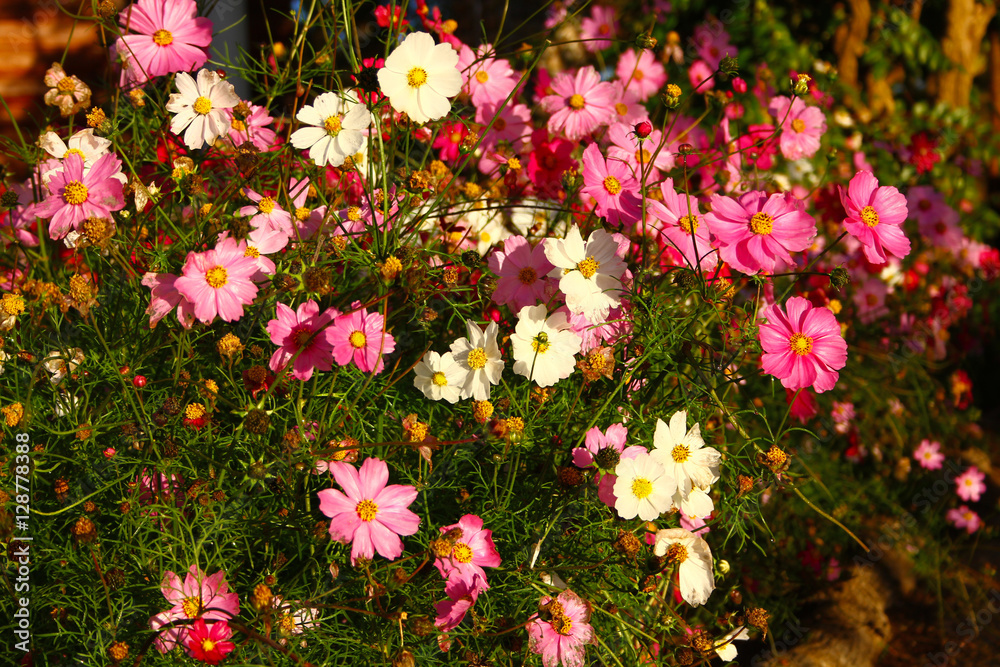 Cosmos flower garden with the light of day in the morning