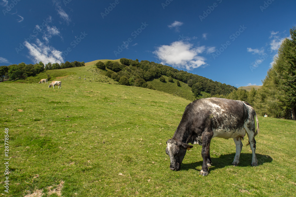 Fototapeta premium The pasture in the mountains. Cows grazing on the hills. Italy.