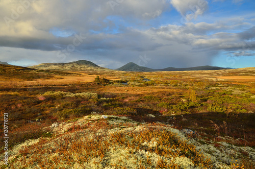 Norwegian autumn landscape with reindeer moss near Ringebu and National park Rondane. Norway.
