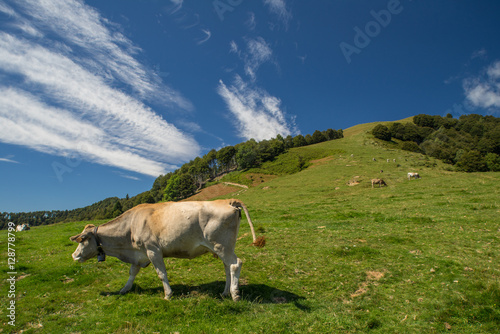 The pasture in the mountains. Cows grazing on the hills. Italy.