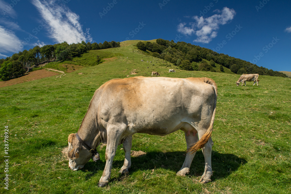 The pasture in the mountains. Cows grazing on the hills. Italy. The pasture in the mountains. Cows grazing on the hills. Italy.