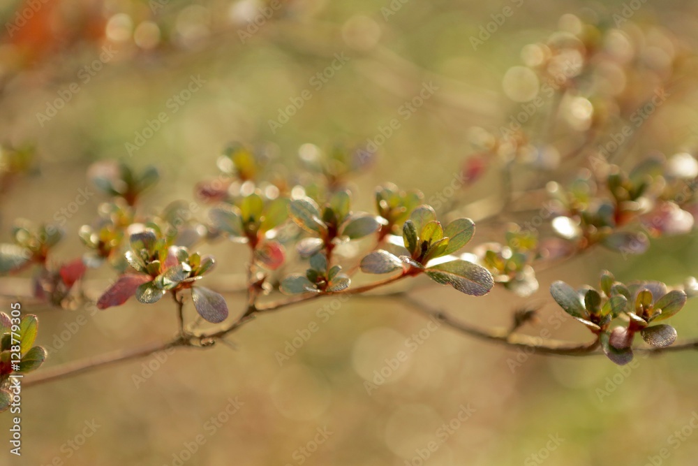 Small green and red leaves with bokeh closer up Small green and red leaves with bokeh closer up