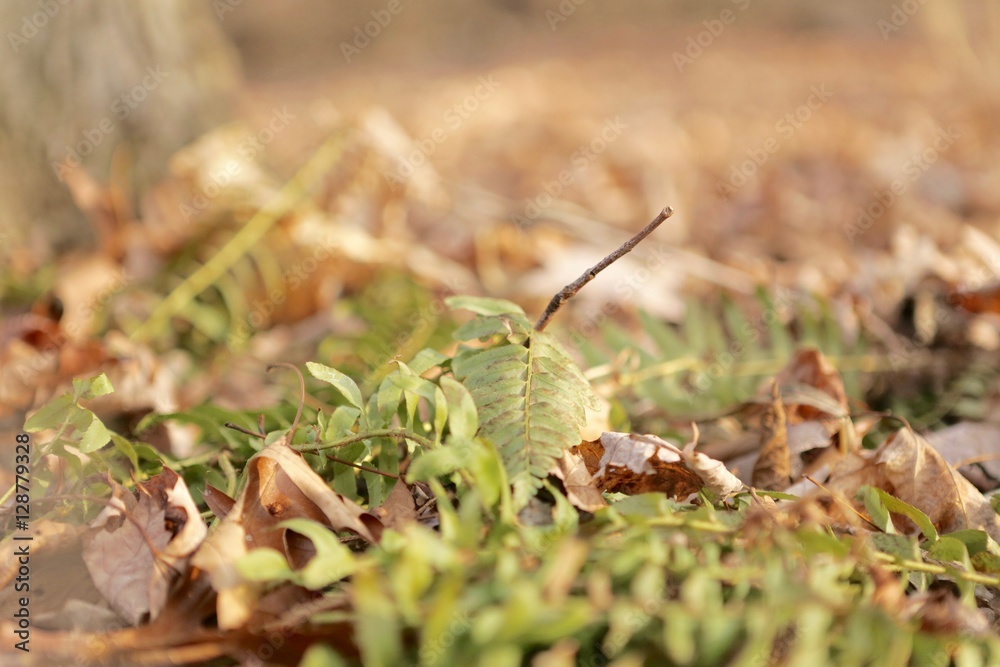 Green ferns and dead leaves on the ground