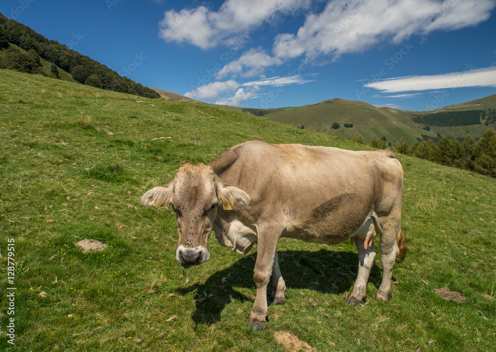 The pasture in the mountains. Cows grazing on the hills. Italy. The pasture in the mountains. Cows grazing on the hills. Italy.