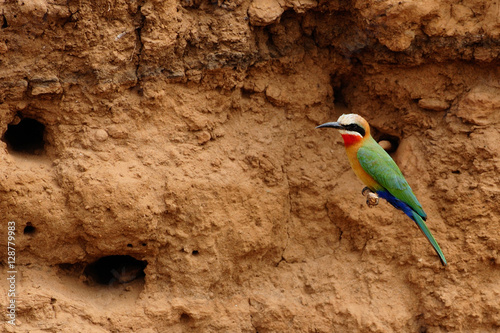 White-fronted bee-eater