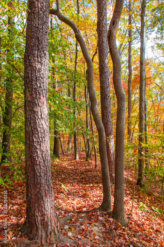 Autumn forest. Autumn forest.