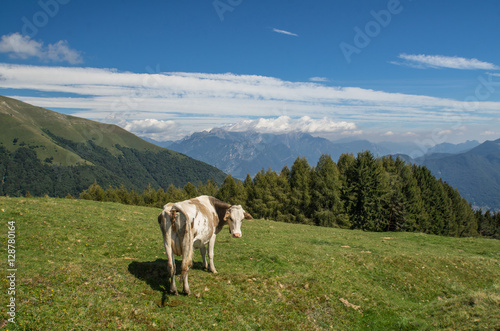 Fototapeta Naklejka Na Ścianę i Meble -  The pasture in the mountains. Cows grazing on the hills. Italy.