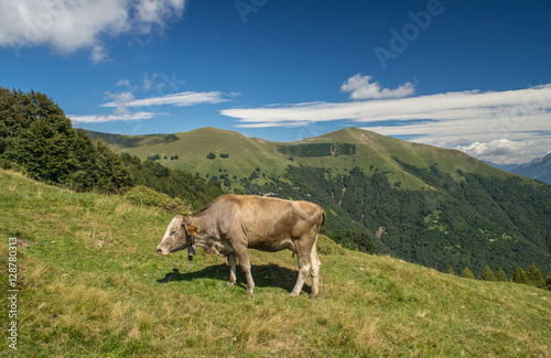 The pasture in the mountains. Cows grazing on the hills. Italy.