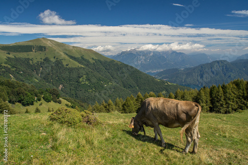 The pasture in the mountains. Cows grazing on the hills. Italy. © Aleks Kend