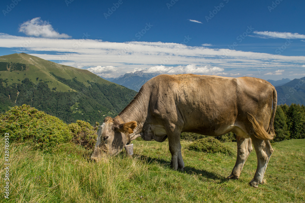 Fototapeta premium The pasture in the mountains. Cows grazing on the hills. Italy.