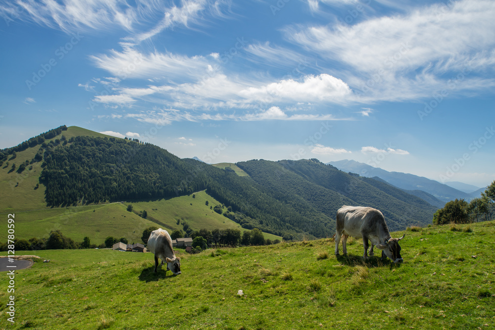 Fototapeta premium The pasture in the mountains. Cows grazing on the hills. Italy.