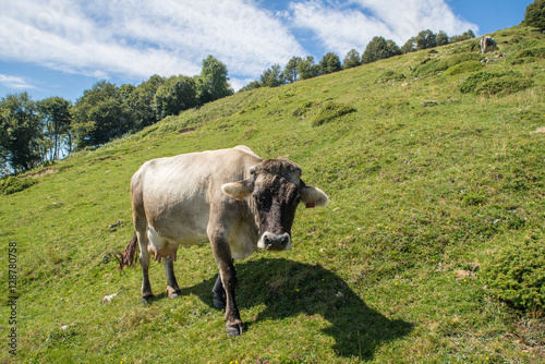 The pasture in the mountains. Cows grazing on the hills. Italy.