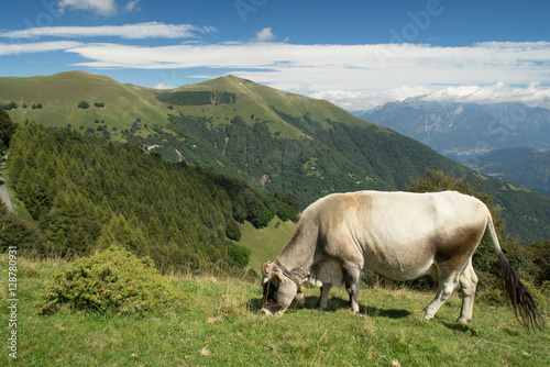 The pasture in the mountains. Cows grazing on the hills. Italy. © Aleks Kend