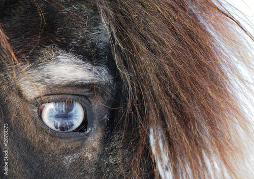 Blue eye of a skewbald pony close up