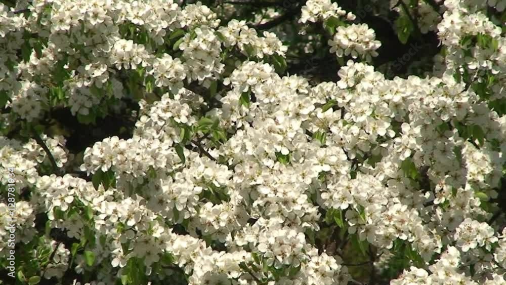 Die vom Wind bewegte Blütenpracht des Birnenbaumes wird von Bienen umschwärmt Die vom Wind bewegte Blütenpracht des Birnenbaumes wird von Bienen umschwärmt