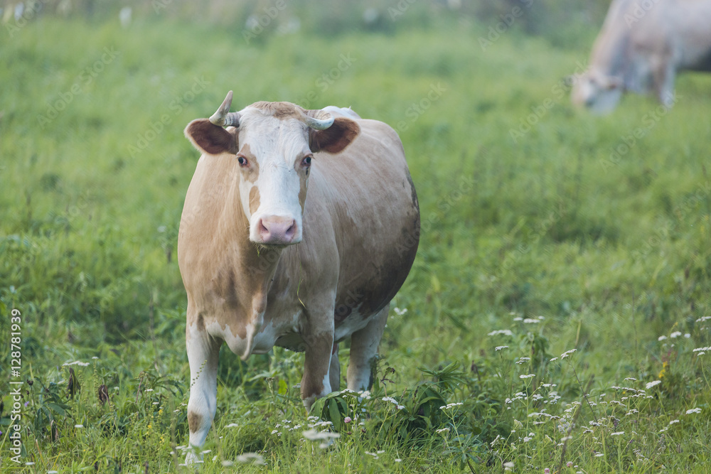 Brown cow chewing grass on the green meadow Brown cow chewing grass on the green meadow