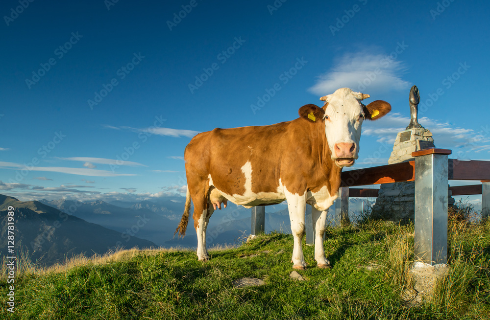 The pasture in the mountains. Cows grazing on the hills. Italy. The pasture in the mountains. Cows grazing on the hills. Italy.