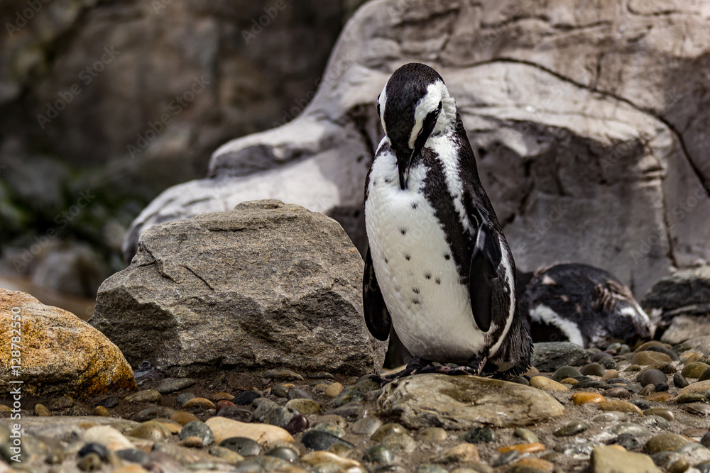 Naklejka premium penguin