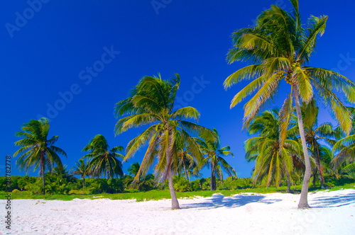 Fototapeta Naklejka Na Ścianę i Meble -  Palm trees on sand