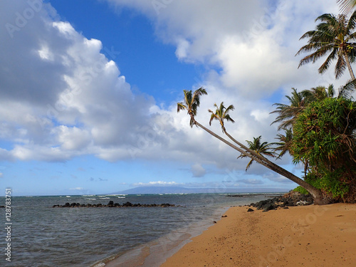 Obraz na plátně Coconut Tree hangs over Fish Pond and beach