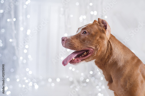 Happy New Year, Christmas, pet in the room. Pit bull dog