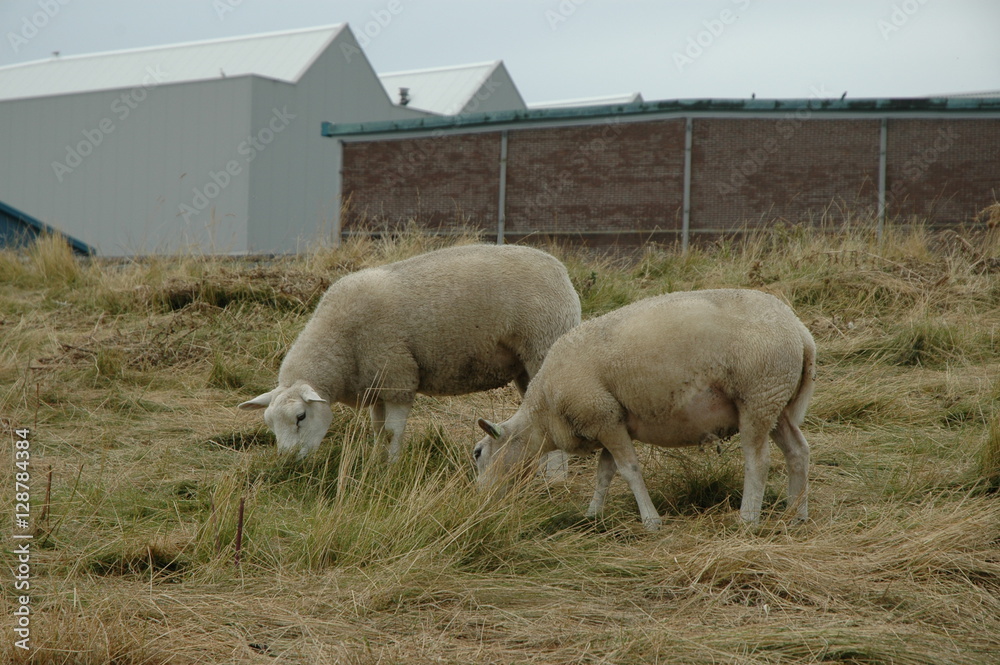 Obraz premium Schafe auf Deich. Bei Vlissingen