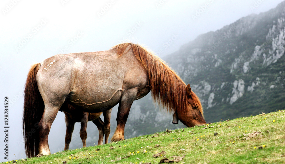 Fototapeta premium horse