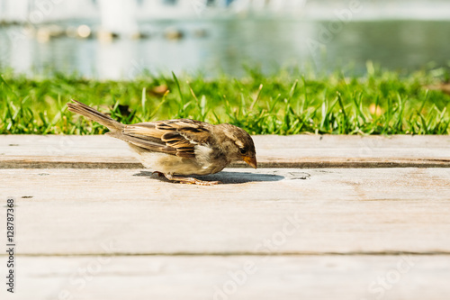 Grey wild sparrow pecking