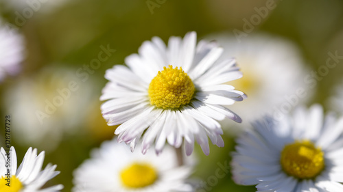 macro pollen of a daisy in the meadow