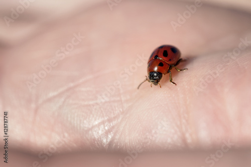 macro small ladybyg on female human hand