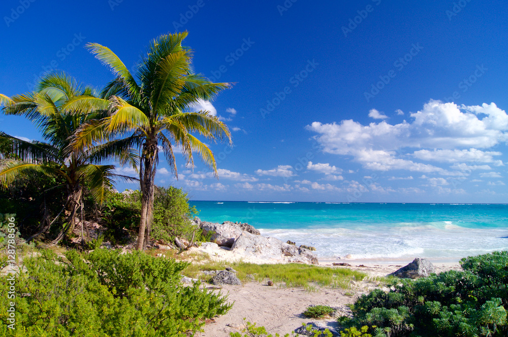 Sandy beach with palm