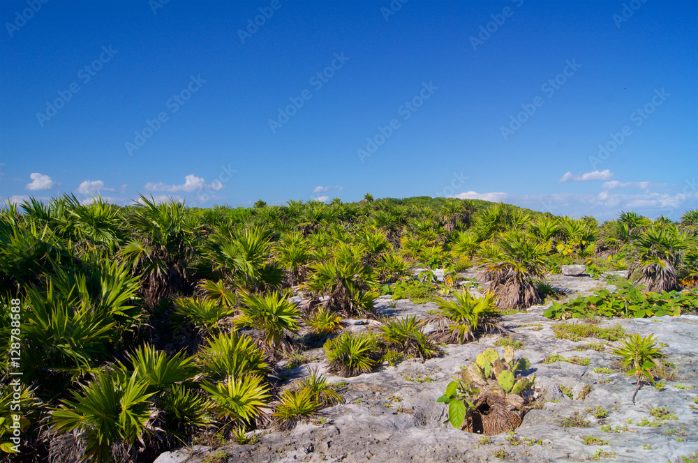 Tundra Mexico Tundra Mexico