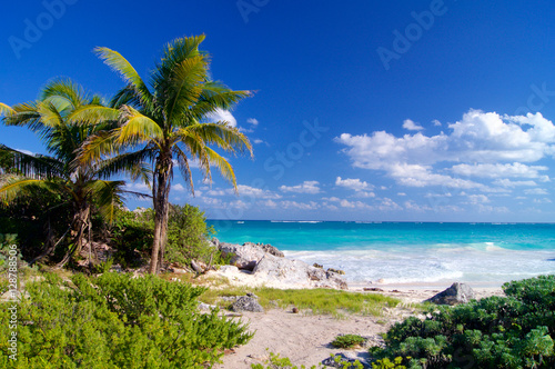 Sandy beach with palm