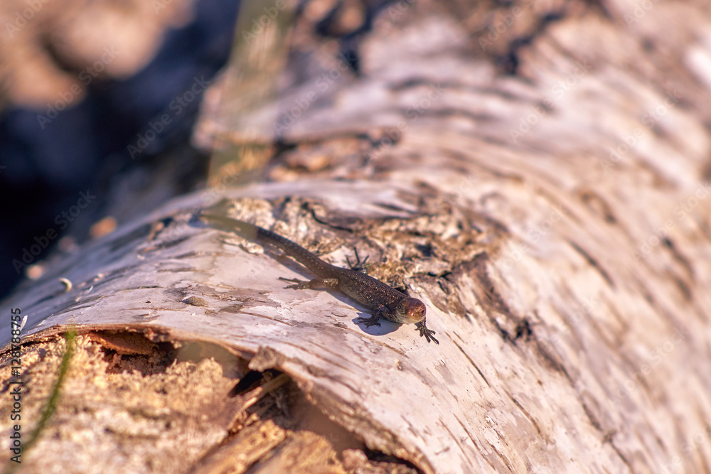 Fototapeta premium Meow meow lizard