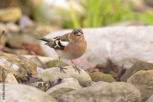 male Chaffinch in search of food among the rocks