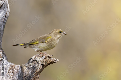 female Chaffinch on branch in nature outdoor