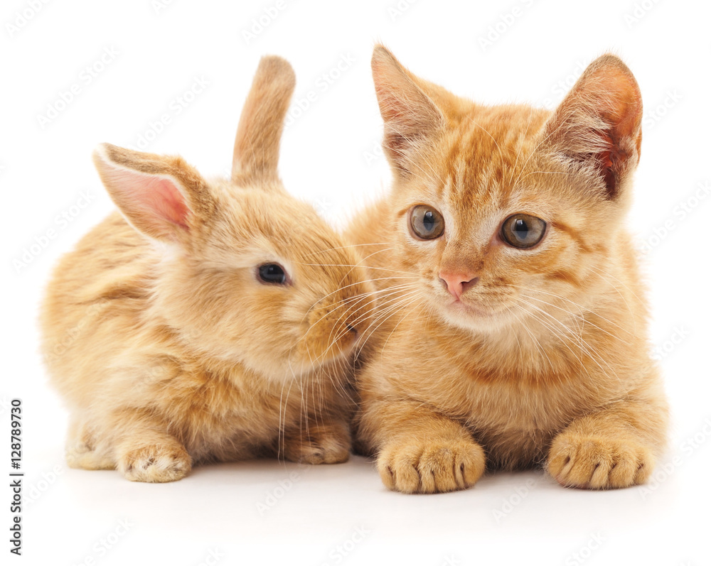 Obraz premium Red cat and rabbit.